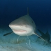 shark_bull_pdm_v_0064_mex0076.jpg